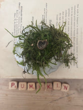Load image into Gallery viewer, Concrete Moss and Twig Jack O lantern Pumpkin

