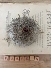 Load image into Gallery viewer, Concrete Spanish Moss and Cinnamon Stick Jack O lantern Pumpkin (Copy)
